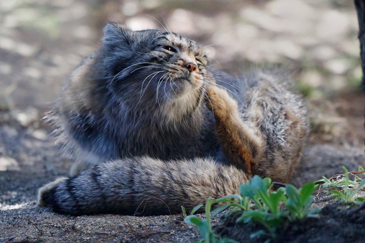 hendori1902's tweet image. #ナゴム #那須どうぶつ王国 
#マヌルネコ #manul