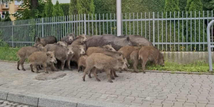 EAPstephen's tweet photo. @GuruAnaerobic Surprisingly common. These lads were knocking around outside my kids school last year https://t.co/g2tjDP15jU