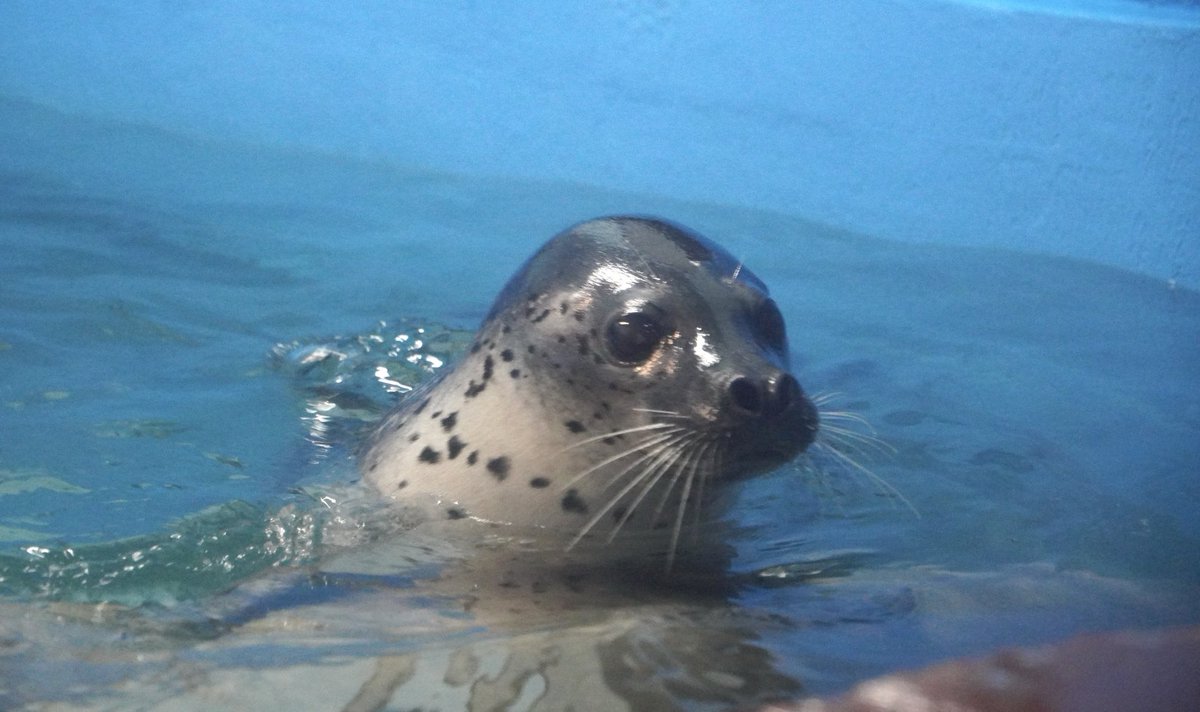 Foo🐾Zoo tweet media