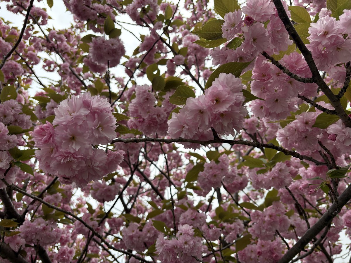 ksm5591's tweet photo. 会社附近的八重桜。 https://t.co/s2Fovd4ttB