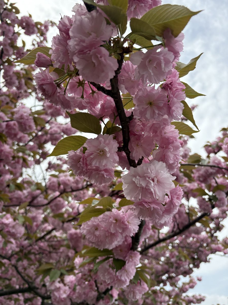 ksm5591's tweet photo. 会社附近的八重桜。 https://t.co/s2Fovd4ttB