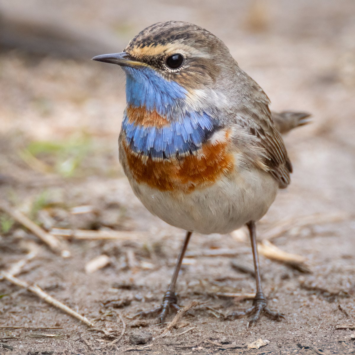 Mark Wright tweet media