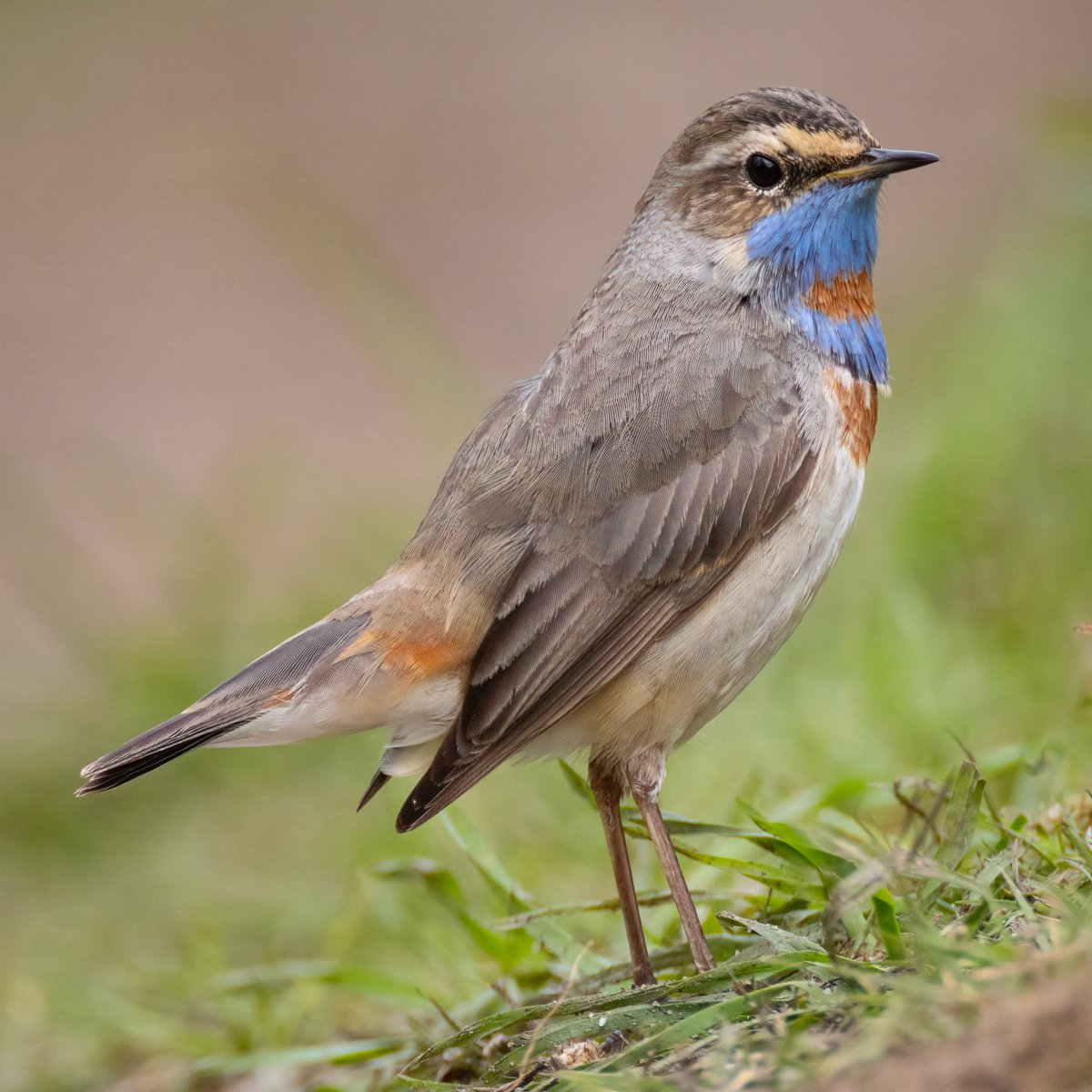 Mark Wright tweet media