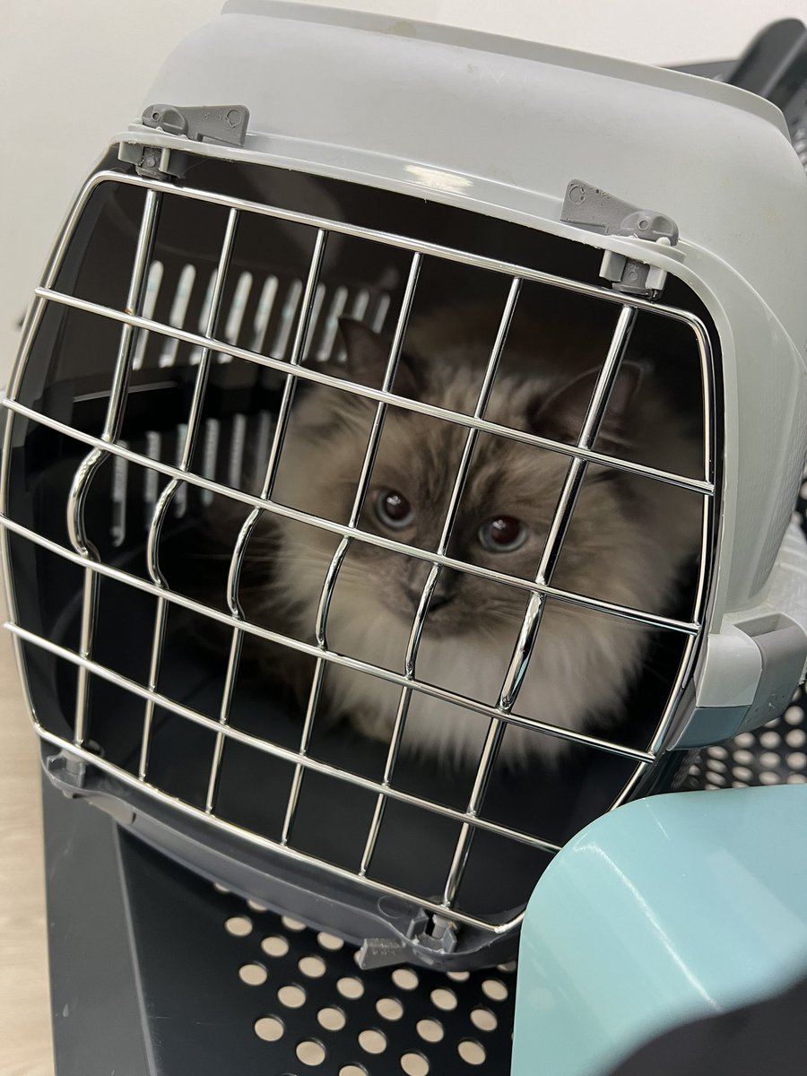 🌩️ Jiji 🌩️ tweet media