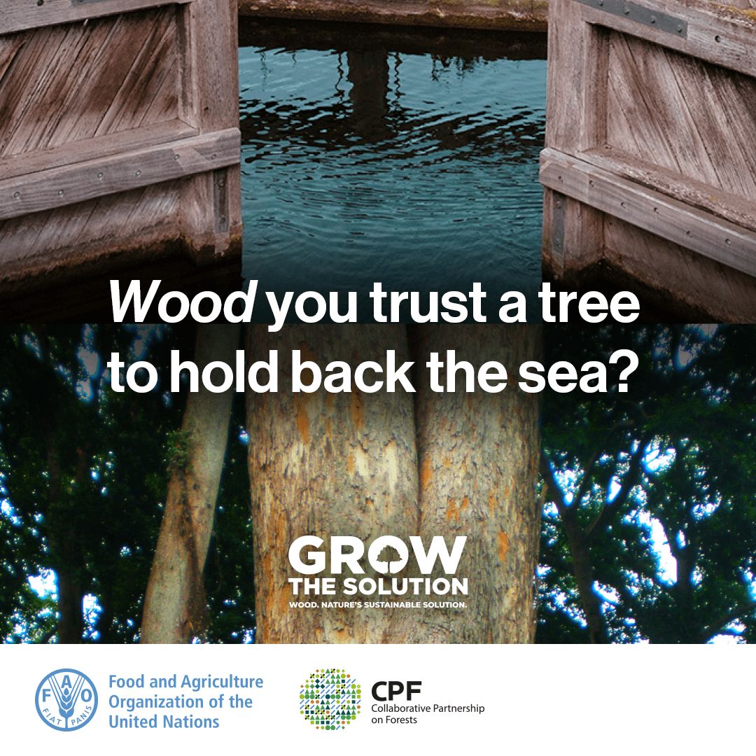 FAOForestry's tweet photo. #WoodYou trust a tree to hold back the sea?

🪵🌊 In the Netherlands, lock gates made from African azobé keep water at bay — and sustain families back in Gabon.

Trees grow more than wood - they grow livelihoods.

#GrowtheSolution #CPForests #SW4SW https://t.co/uRNNxySfN5