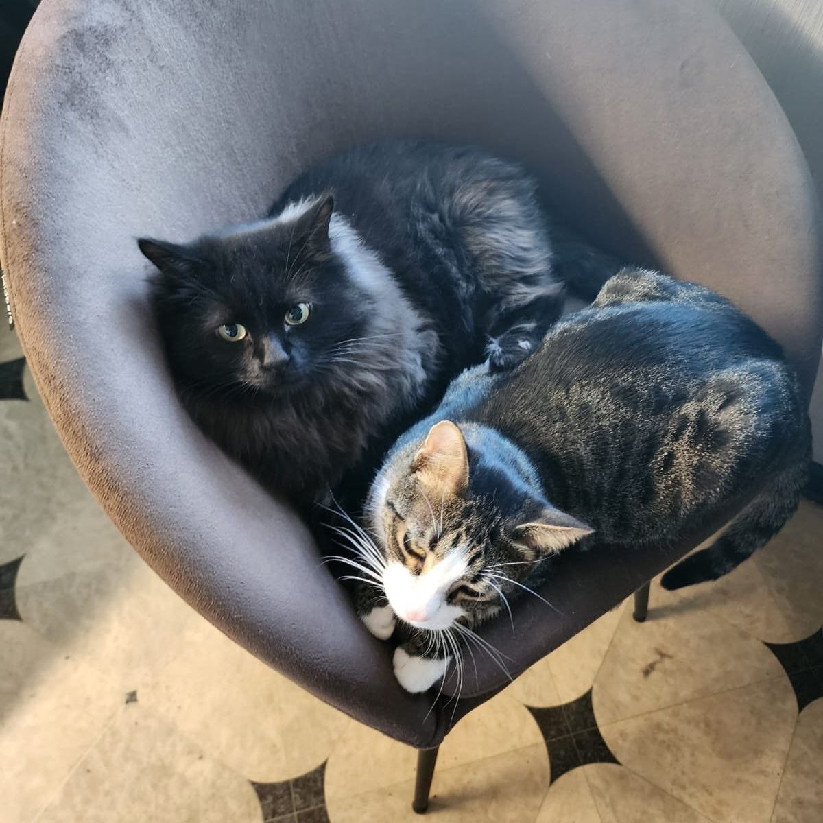 Доброхвост - благотворительный проект tweet media