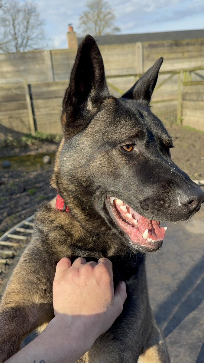 gsrescueelite's tweet image. Marcus is 2yrs old and he is a fantastic boy who can live with older kids. Marcus had a stay in #foster with other #dogs and was fine with the female dogs but he can be protective so a calm home probably better for him 
#germanshepherd #Essex 
gsrelite.co.uk/marcus/