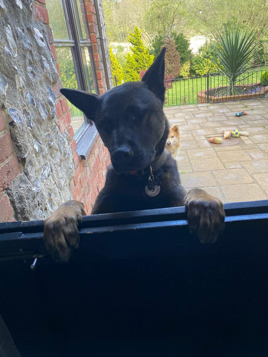 gsrescueelite's tweet image. Marcus is 2yrs old and he is a fantastic boy who can live with older kids. Marcus had a stay in #foster with other #dogs and was fine with the female dogs but he can be protective so a calm home probably better for him 
#germanshepherd #Essex 
gsrelite.co.uk/marcus/