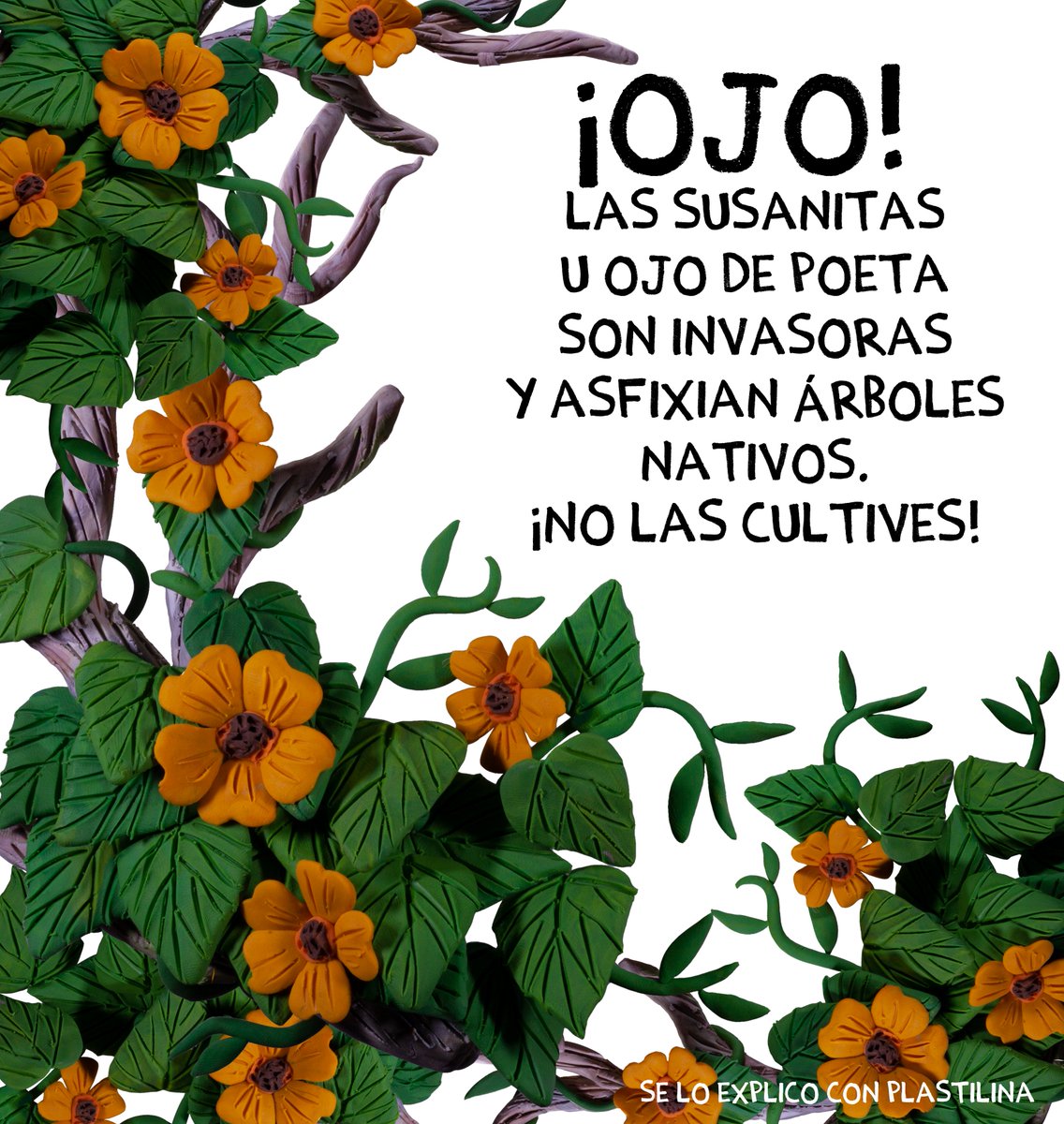 Las “susanitas” pueden parecer inofensivas y bonitas… pero no todo lo que florece suma 🌼

Estas plantas trepadoras son invasoras: crecen rápido, cubren y terminan asfixiando a los árboles nativos, quitándoles luz, espacio y vida. Poco a poco, lo que parecía decorar, empieza a