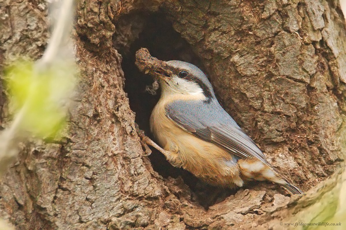 FyldeWildlife's tweet image. Paid a quick visit to #StanleyPark #Blackpool this morning with @DaveyManMcG - we checked to see how the Nuthatch. last seen on 31/03, had got on reducing the nest hole size with mud - &amp;amp; what an expert job it's done. 1st pic from 31/03 &amp;amp; 2nd pic from 14/04.