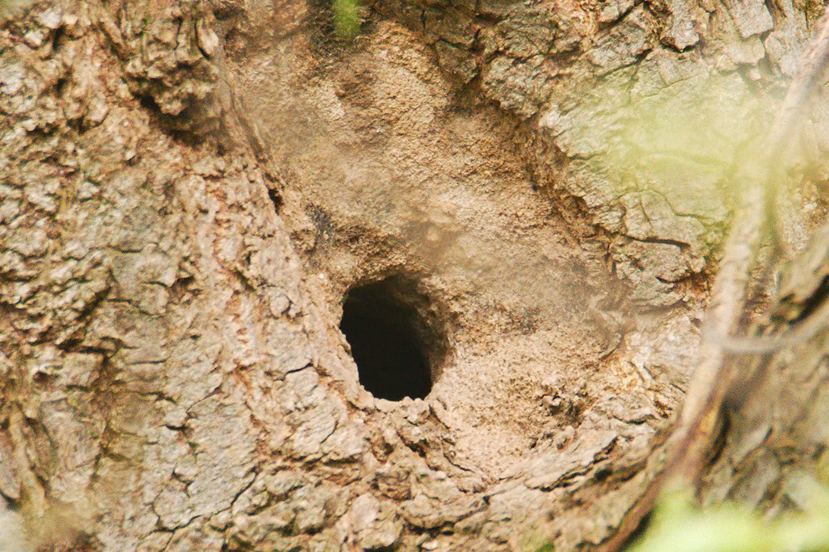 FyldeWildlife's tweet image. Paid a quick visit to #StanleyPark #Blackpool this morning with @DaveyManMcG - we checked to see how the Nuthatch. last seen on 31/03, had got on reducing the nest hole size with mud - &amp;amp; what an expert job it's done. 1st pic from 31/03 &amp;amp; 2nd pic from 14/04.