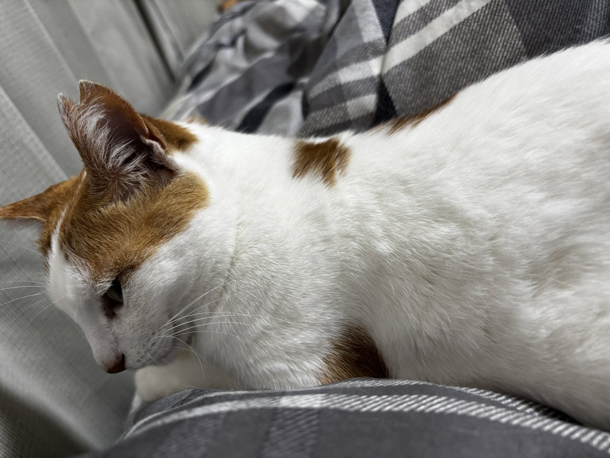 NEAR5884's tweet photo. 添い寝キャットのシアンさんᓚᘏᗢ
寝る準備は万端💤

#猫のいる暮らし https://t.co/x4NjYgjCpU
