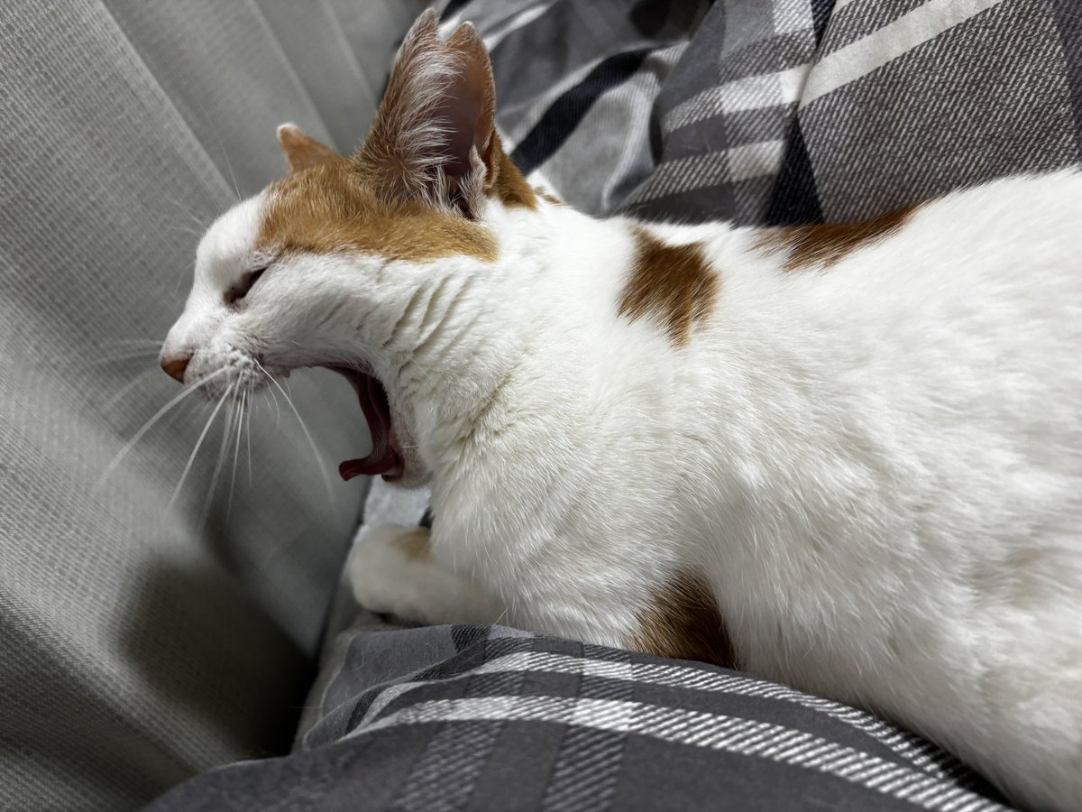NEAR5884's tweet photo. 添い寝キャットのシアンさんᓚᘏᗢ
寝る準備は万端💤

#猫のいる暮らし https://t.co/x4NjYgjCpU
