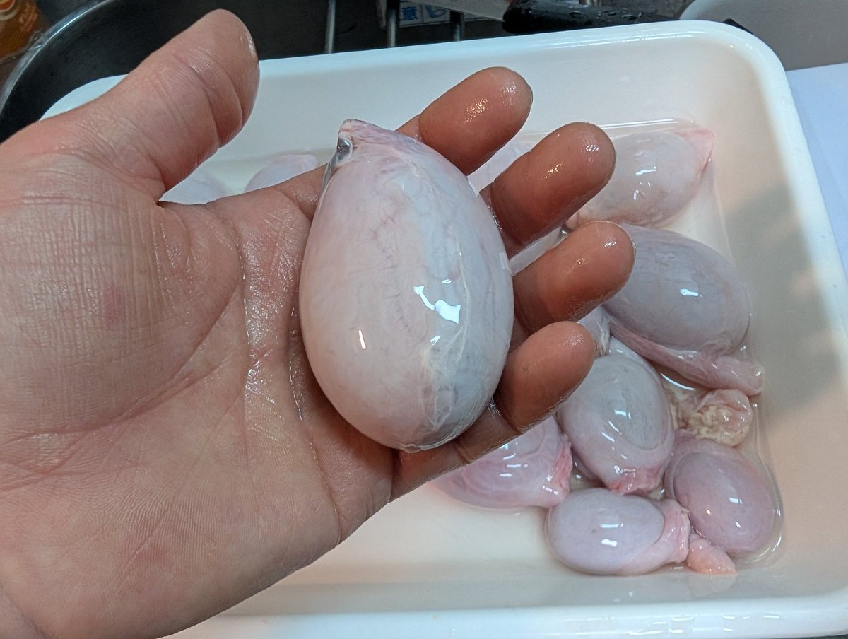 奇食崇拝者Rikutо👁️🗨️ tweet media