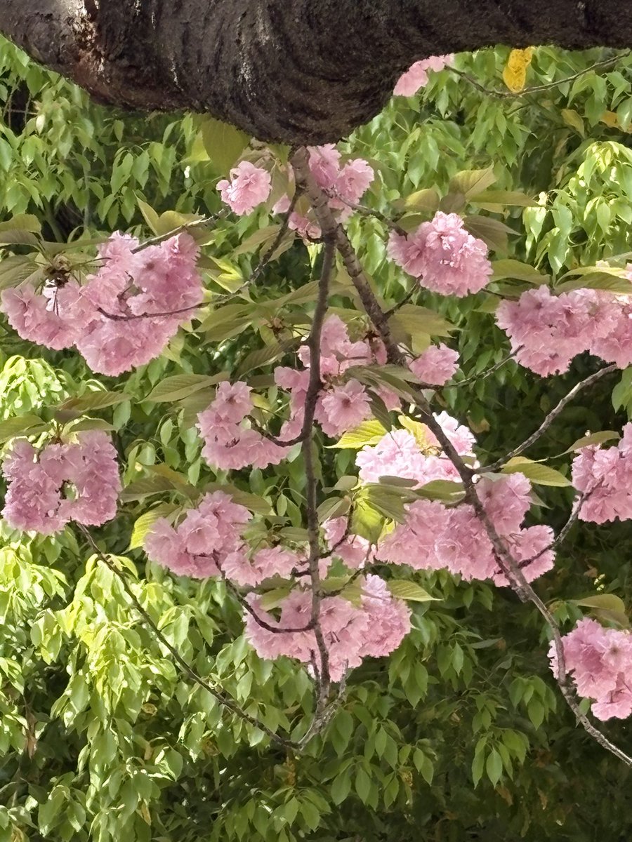 megu🎧メグハム💜💎 tweet media