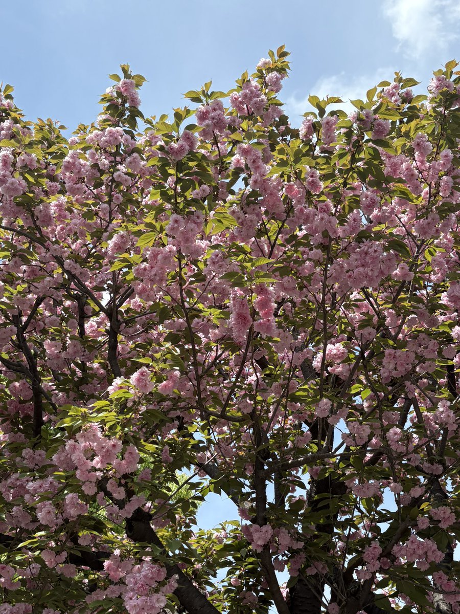 megu🎧メグハム💜💎 tweet media