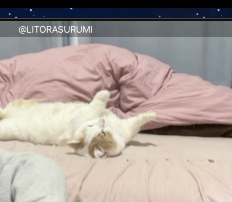 RUMI【リトラス】 tweet media