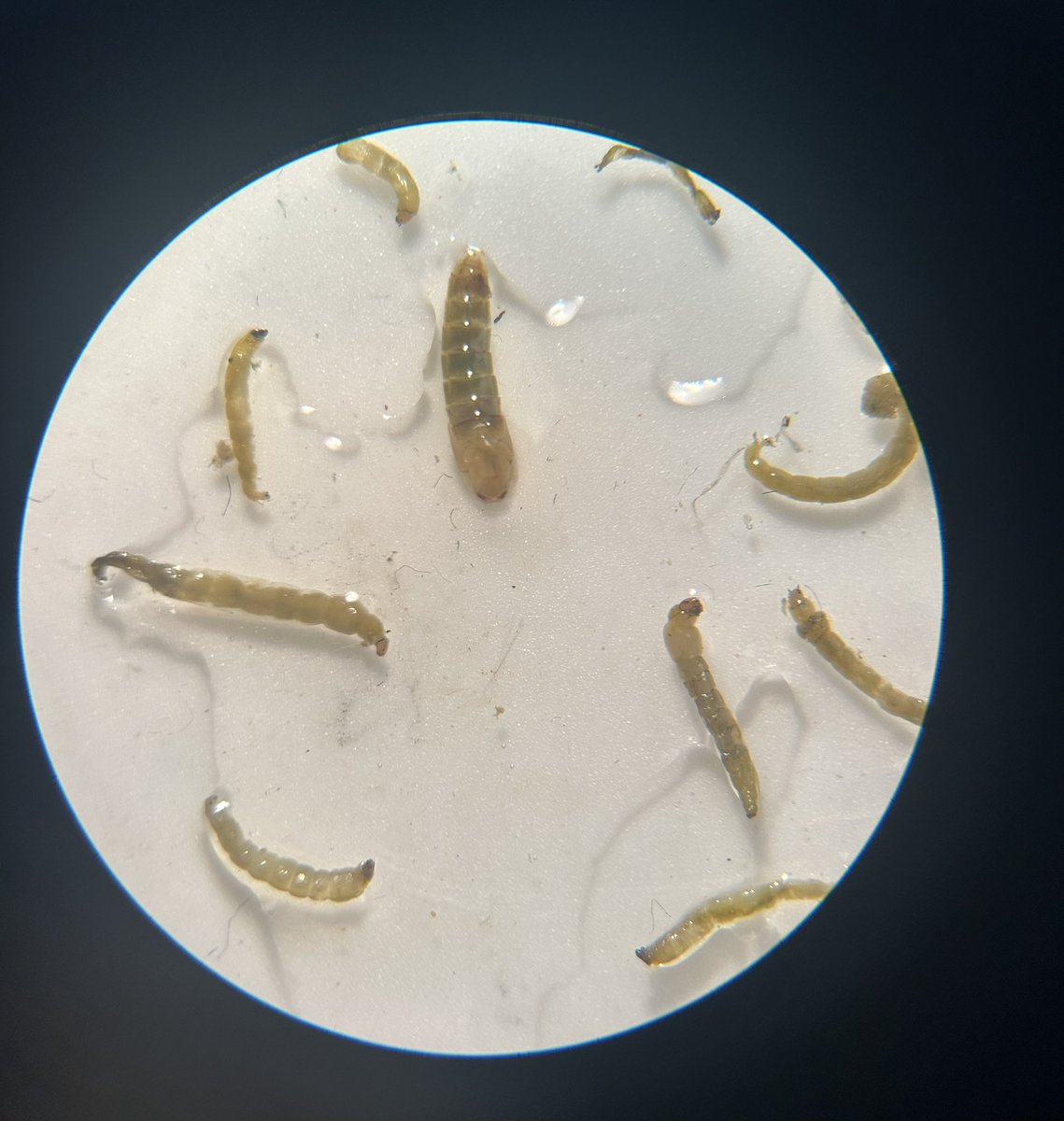 𝐀𝐛𝐬𝐨𝐥𝐮𝐭𝐋𝐢𝐬𝐚.☆ 𓆝 tweet media