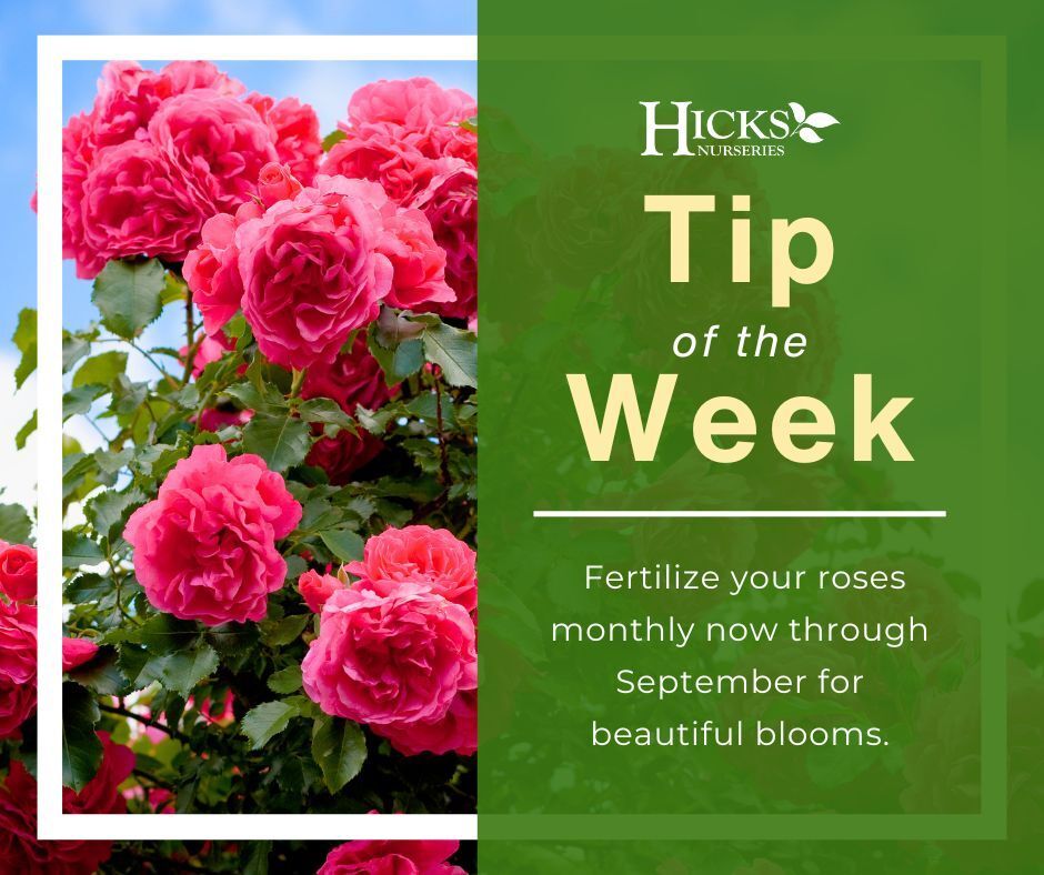 Hicks Nurseries tweet media