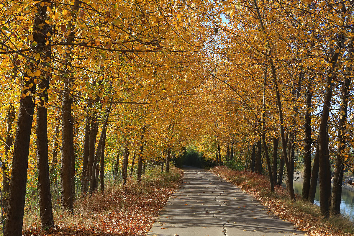 EllaChen tweet media
