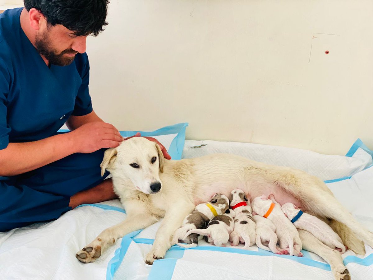 Kabul Small Animal Rescue tweet media