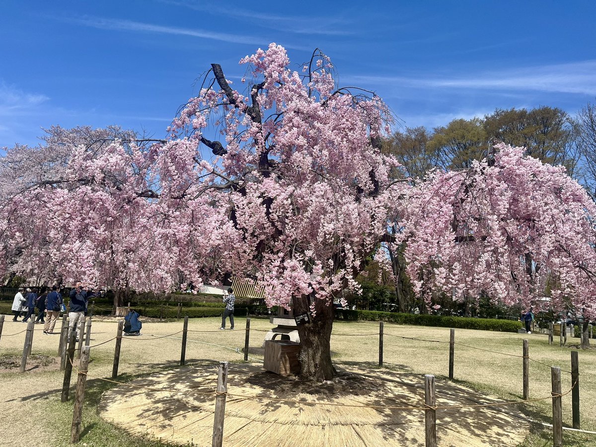 土屋愛菜 tweet media