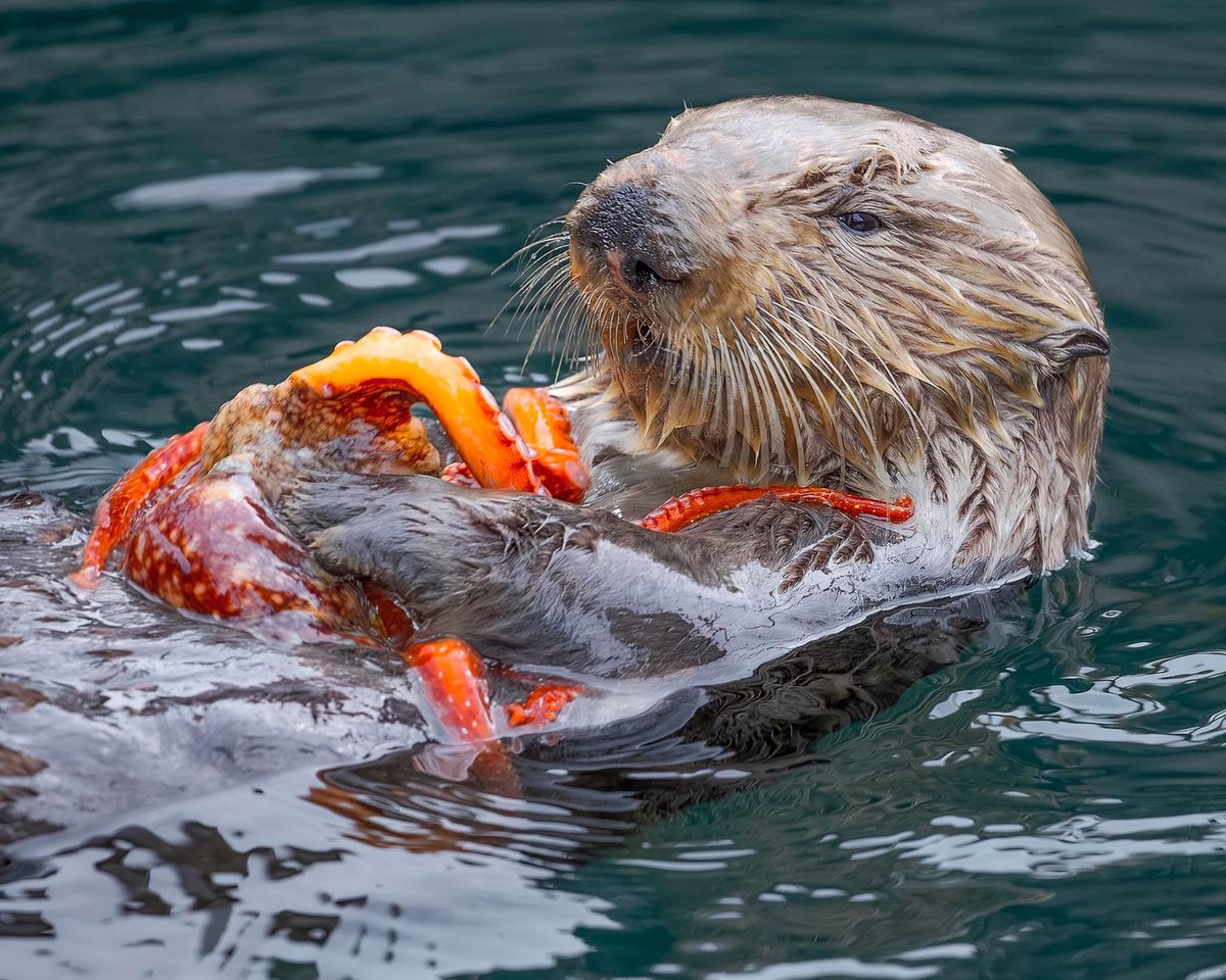 RAIDER NAIL 🇺🇸🦅⚓️ tweet media