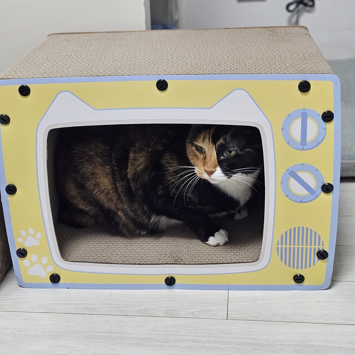 콩비니🐈🐱 tweet media