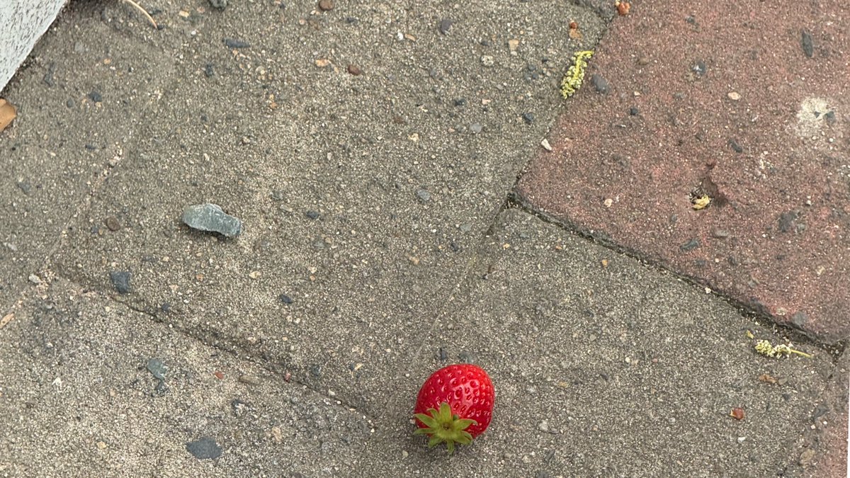 너무 이상한일이 있었어
출근길에
잘 익은 딸기가
약 10미터 간격마다
놓여져 있었어
가여운것