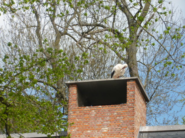 GeoffWest14's tweet photo. Just back from visiting my son and family, near Mons, Belgium.
Highlights, many White Storks, together with Ruddy Shelduck, Black Woodpecker, Goshawk, Wood Lark, SEOwl and Red Squirrel https://t.co/BOchE3wMm2