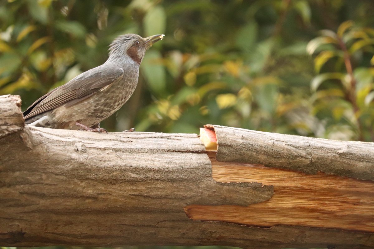 ちゃーはん tweet media