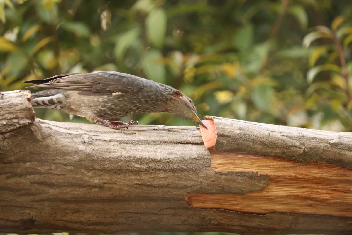 ちゃーはん tweet media