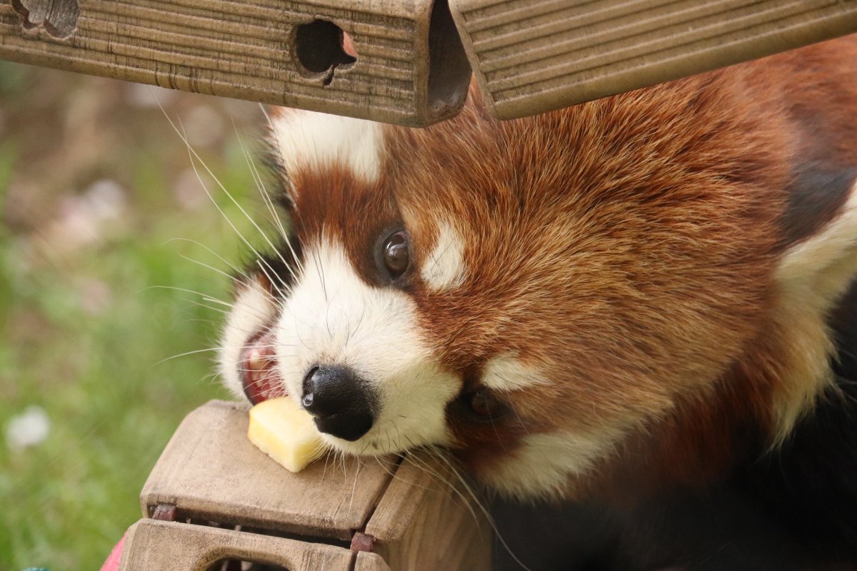 ちゃーはん tweet media