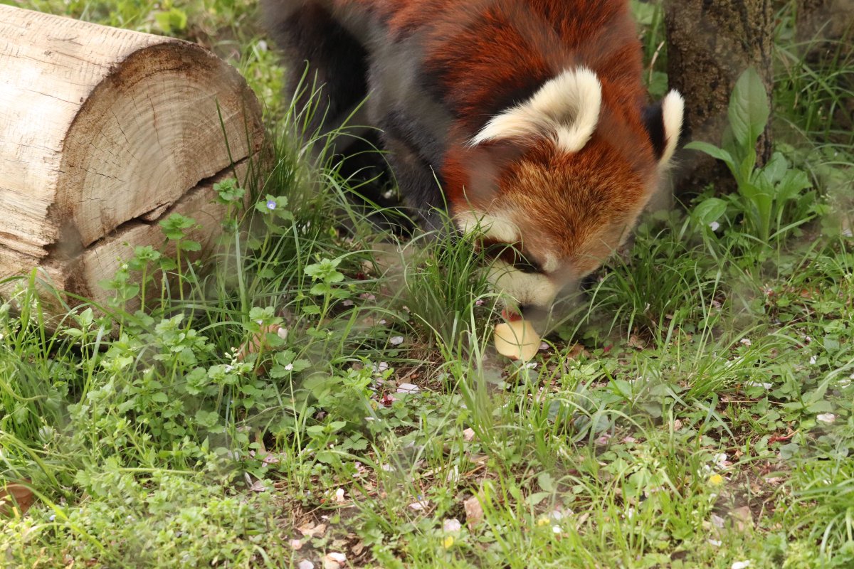 ちゃーはん tweet media