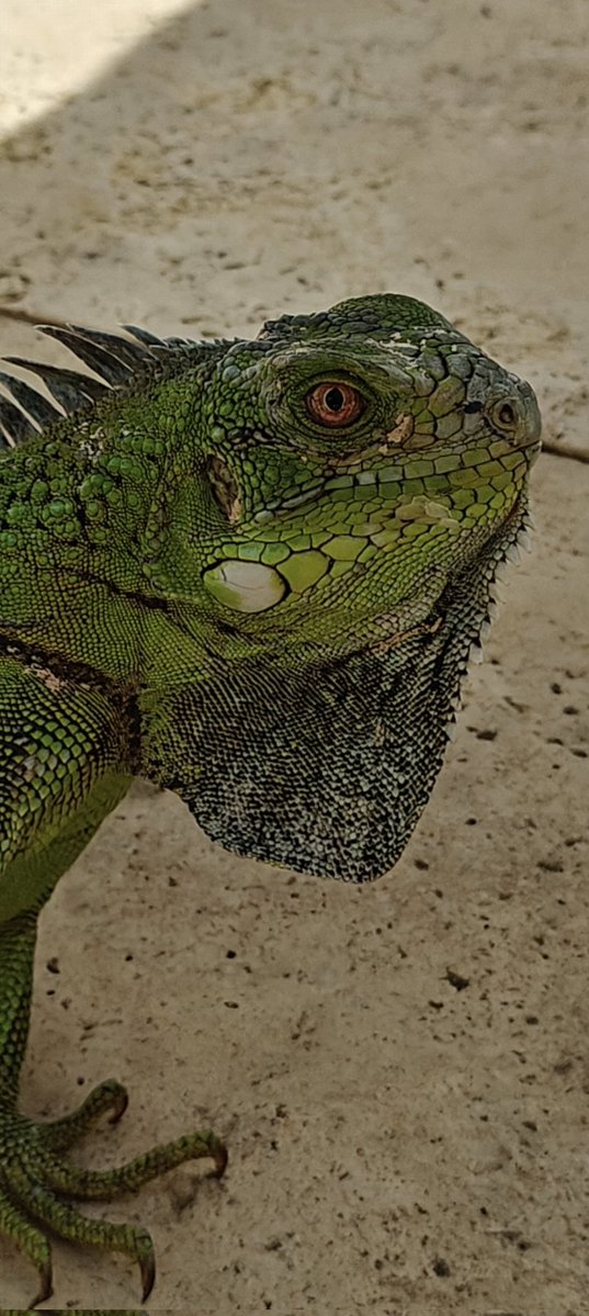 Veel gerommel in de takken. Zorba stond op scherp. Het dier maakte een missprong en landde op de grond. Met een enorme sprint over de veranda, pooldeck op zoek naar een palmboom. 

Zorba houdt onder de buitenkeuken in de schaduw de wacht. 

Prachtige jonge leguaan.

🙏