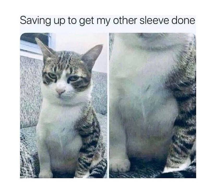 Bitey the dinosaur tweet media