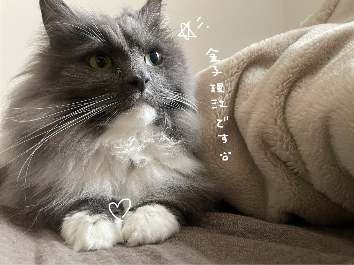 shiiiicham!! (@shiina1115) on Twitter photo 