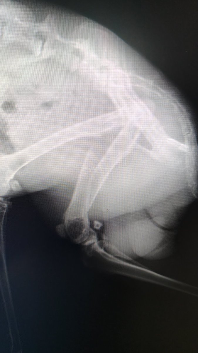 うたた【うさぎ・レジン作家】 tweet media