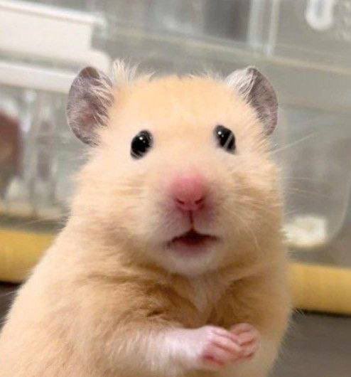 Astra As tweet media