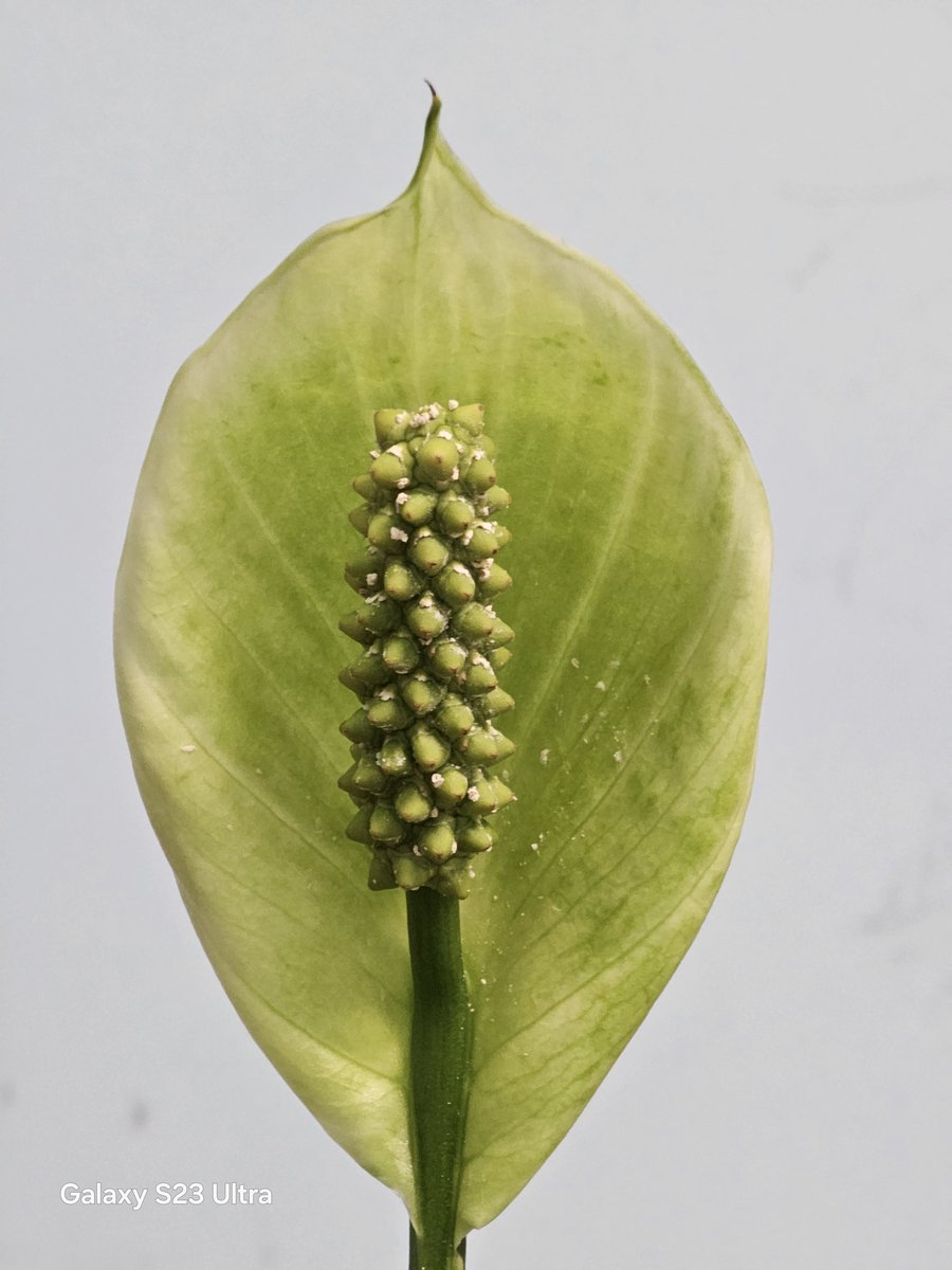 Ice Universe tweet media