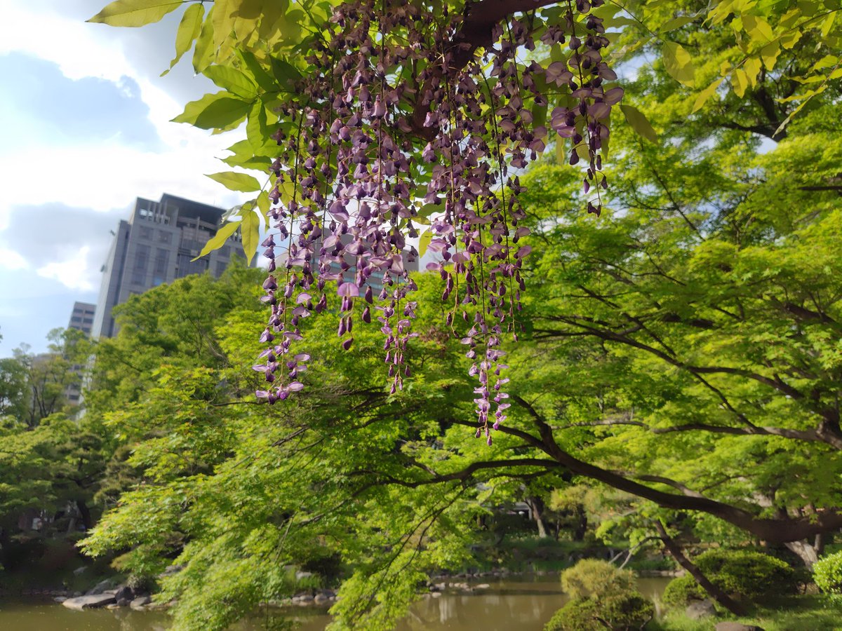 日比谷公園の藤と青もみじは新緑の時期の美しさを感じる。
ネモフィラも最盛期だが、10日前には咲いてたチューリップは完全に散っていた。
その代わり、ツツジが一気に咲いたな。