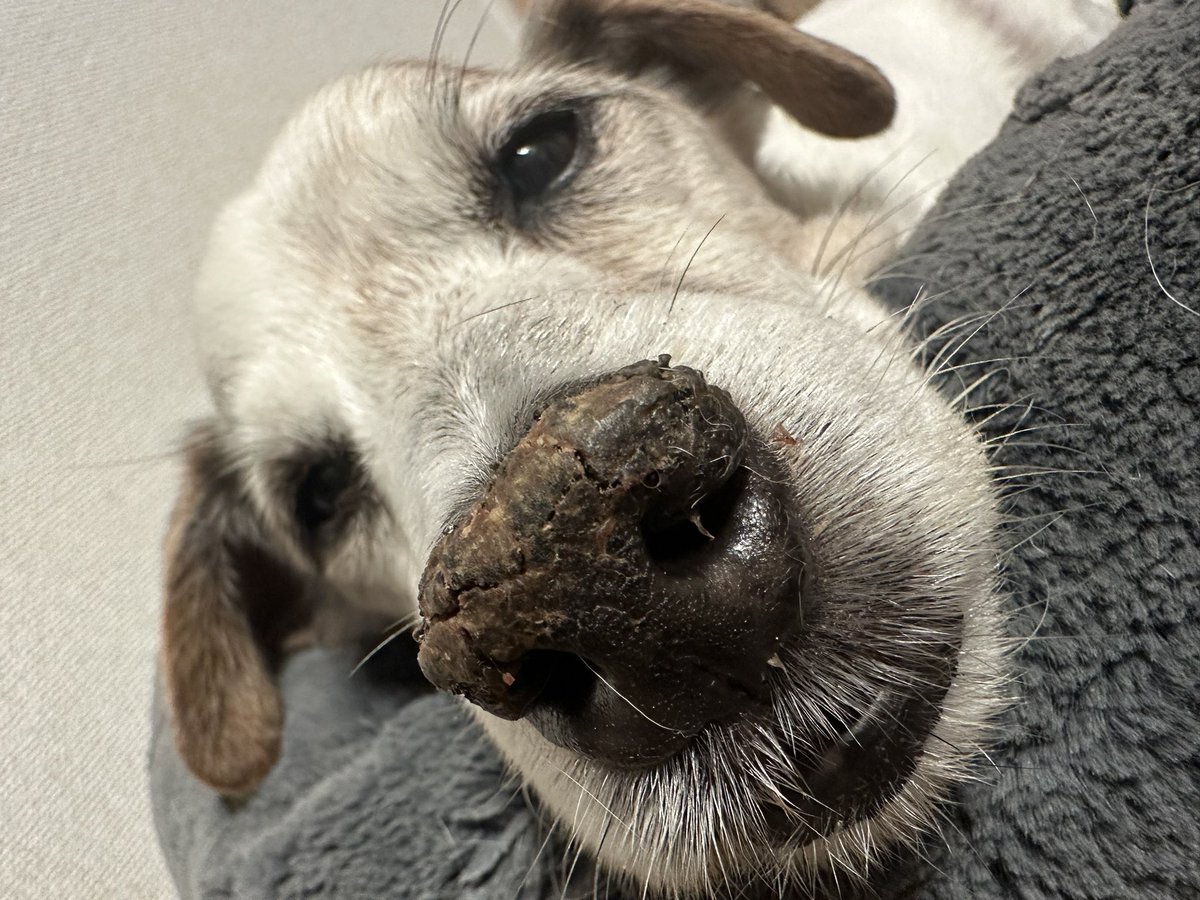 shin_hira's tweet image. お爺ワンが可愛すぎる　#jackrussellterriers #jackrussell #jack #jrt #dogstagram #dog #ジャックラッセル #いぬ #犬