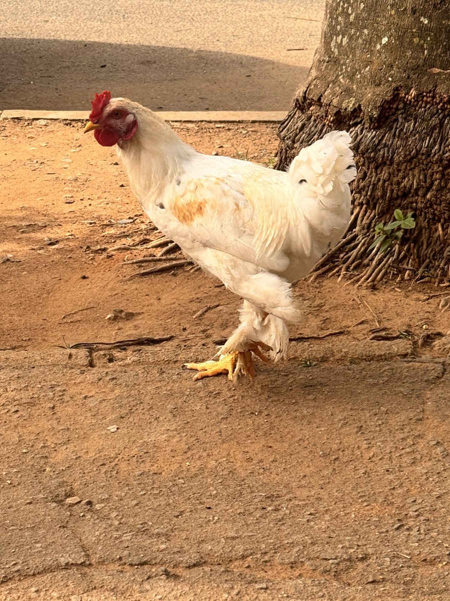 Engr Yasir MNSE 🏗 tweet media