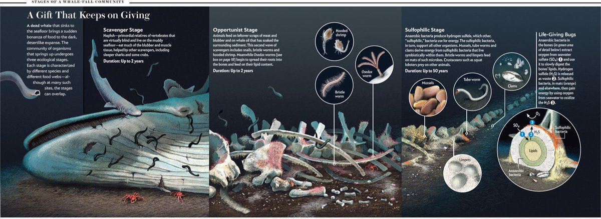 Arcana Oceanis lagi PO | Asta Ebrahim tweet media