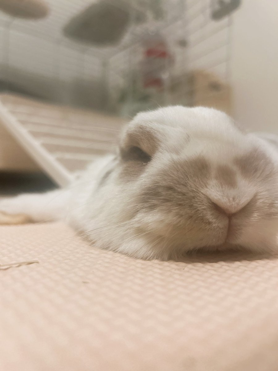 きらたん🐰 tweet media