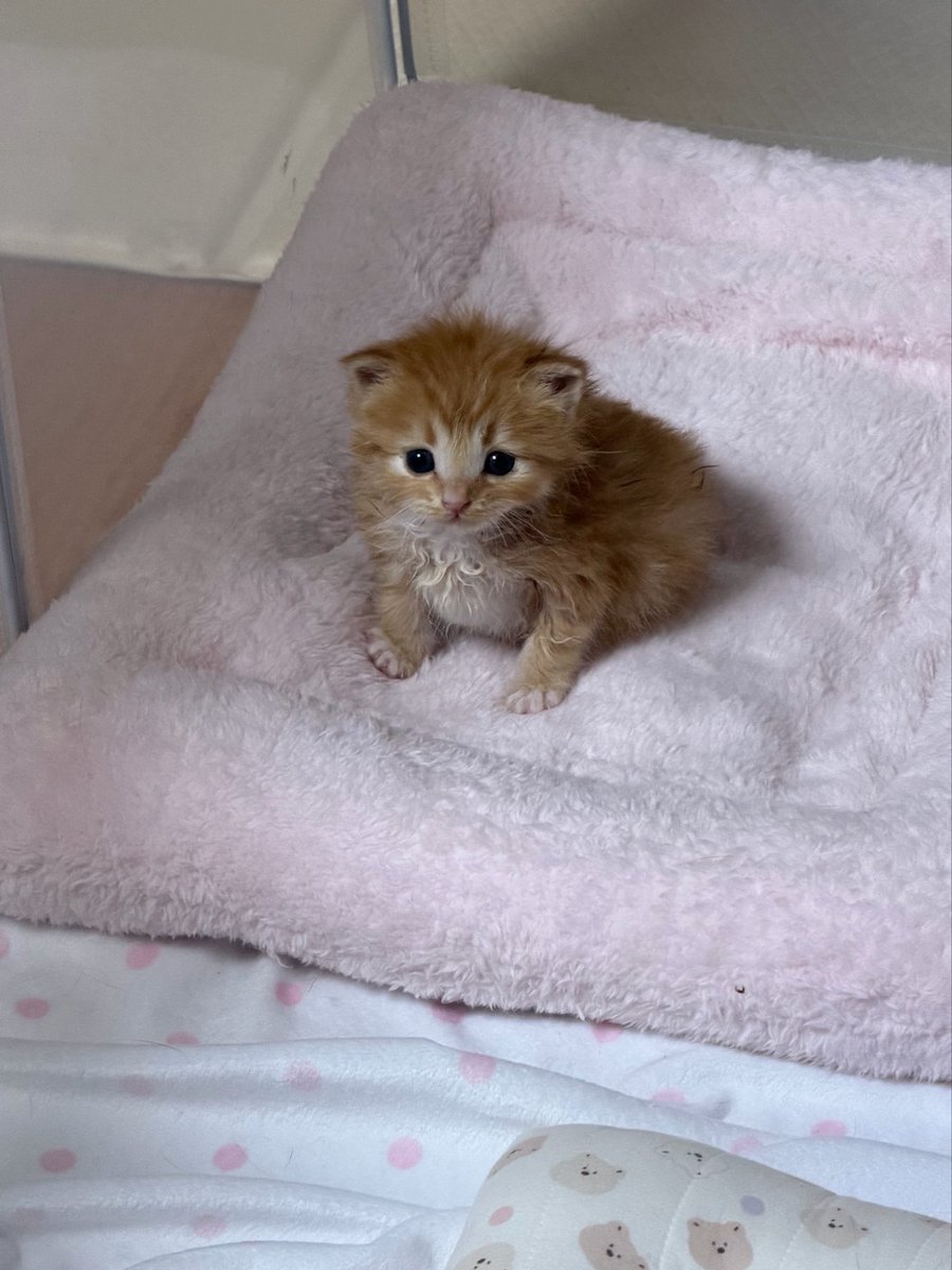 째앙금 tweet media