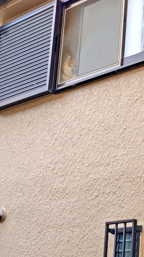 柴犬スズカとスズナ と夏鈴 tweet media