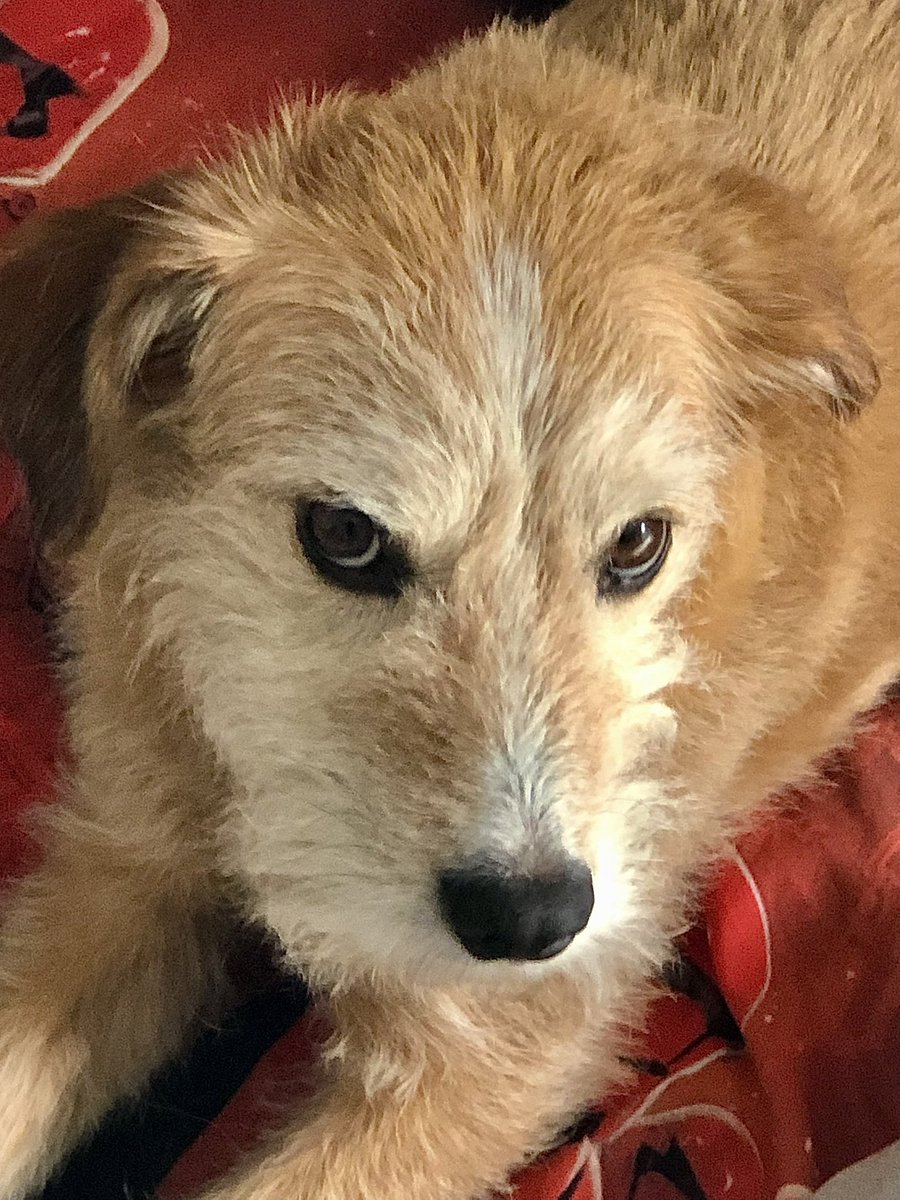 Gabriele tweet media