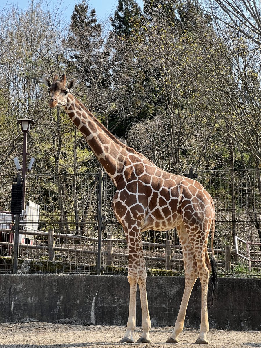 きぼうちゃん💤💜 tweet media