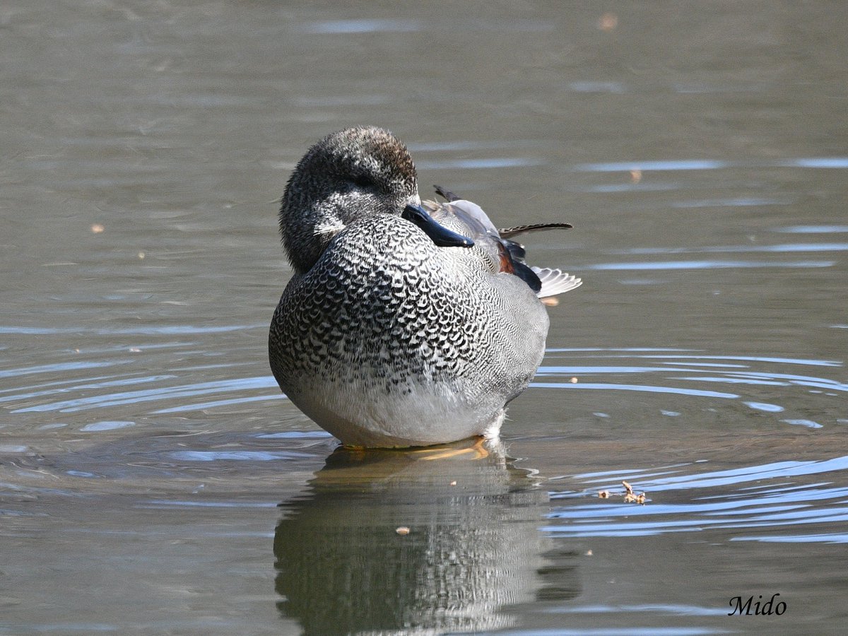 mido3bitte's tweet image. Gadwall #birds #birdphotography #birdtonic #birdtwitter #wildlife #wildlifephotography #TwitterNatureCommunity #Tokyo #Japan